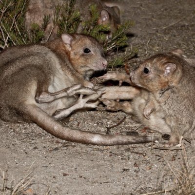 Nest predators: boodies, a type of bettong (above), Image: John Lawson; a brushtail possum (below), Image: Andrew Mercer; a woylie (below left), Image John Lawson; and the painted button quail (below right), Image Greg Miles.